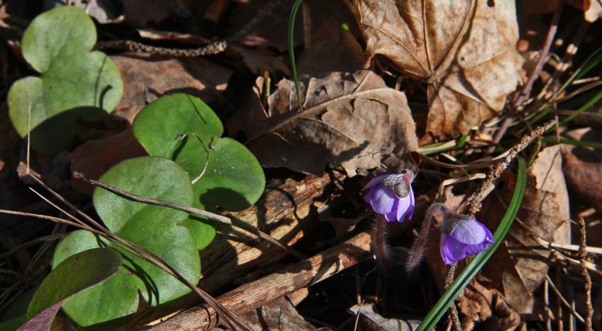 Norway - first anemone of the year (M. Kerr)