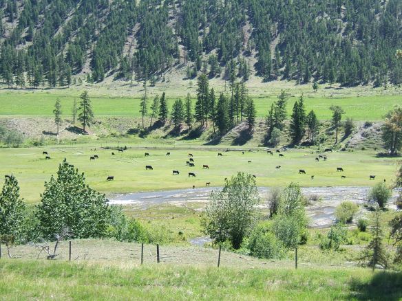 BC Valley pasture