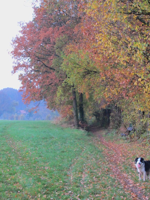 Trees in countryside, Belgium