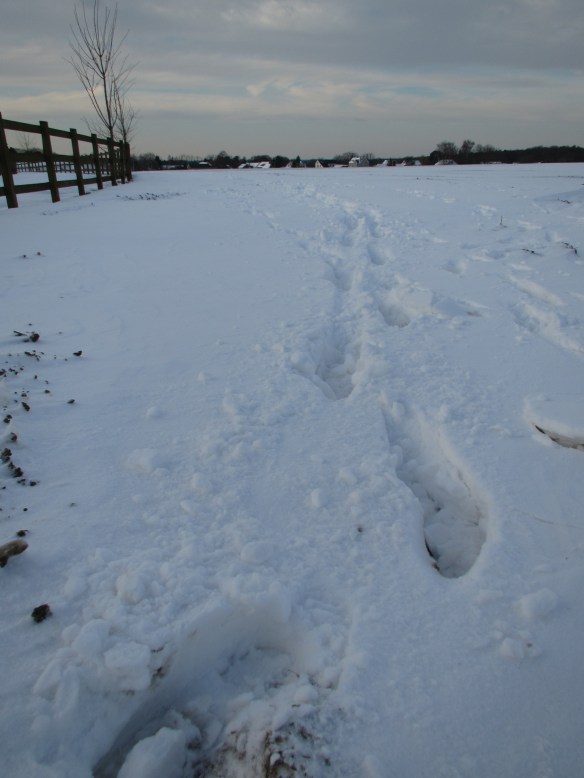 Photo by Kevin mayne