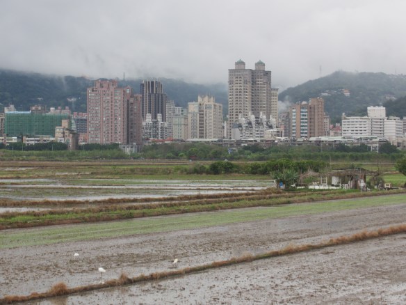 Paddy fields with white birds Taipei