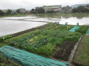 Rice paddy field and vegetable garden Taipei