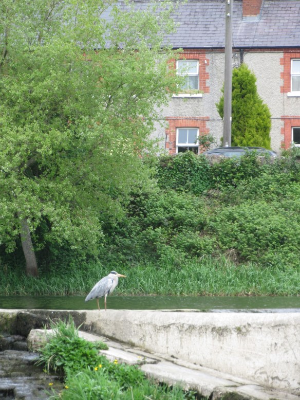 Heron Lucan Weir