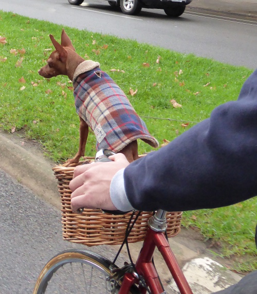 Dog in bicycle basket Adelaide