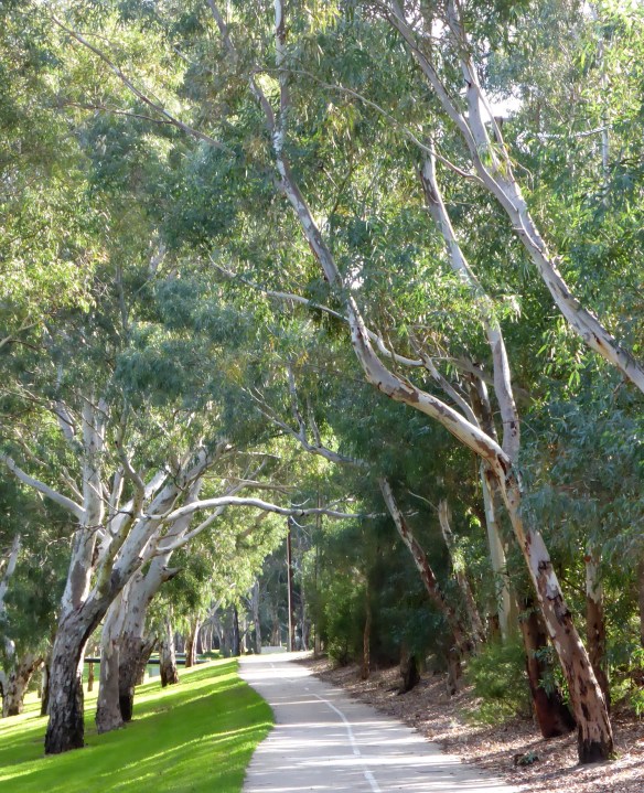Avenue of Gum trees River Torrens Linear Park Adelaide
