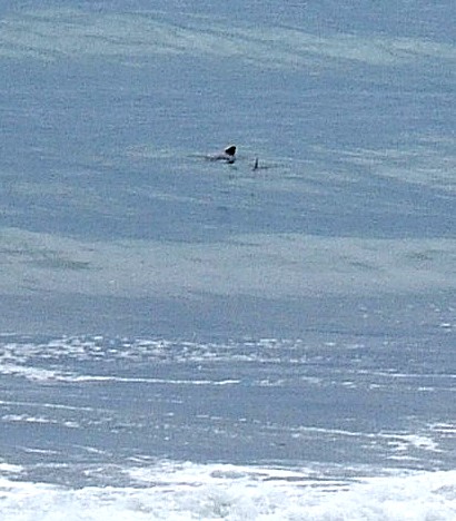 Dolphins New Zealand