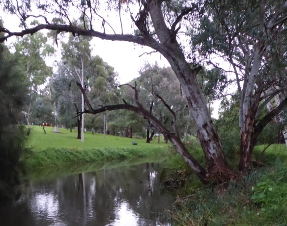 Early morning River Torrens Linear park Adelaide Australia