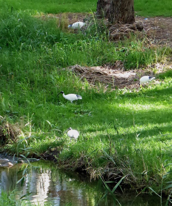 Ibis foraging by River Torrens Adelaide