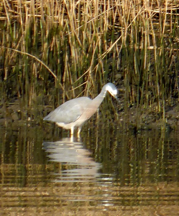 Patterson Lakes wildlife 4