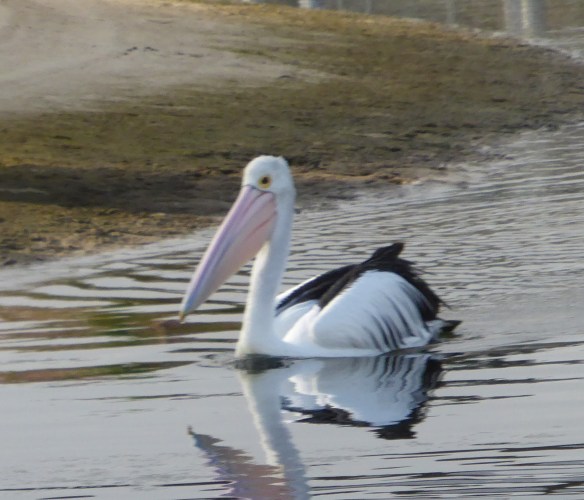 Patterson Lakes Wildlife