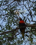 Rosella Torrens River Adelaide