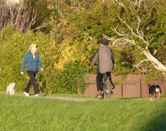 Bike ride with dog Invercargill