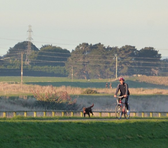 Cycling with dog Invercargill