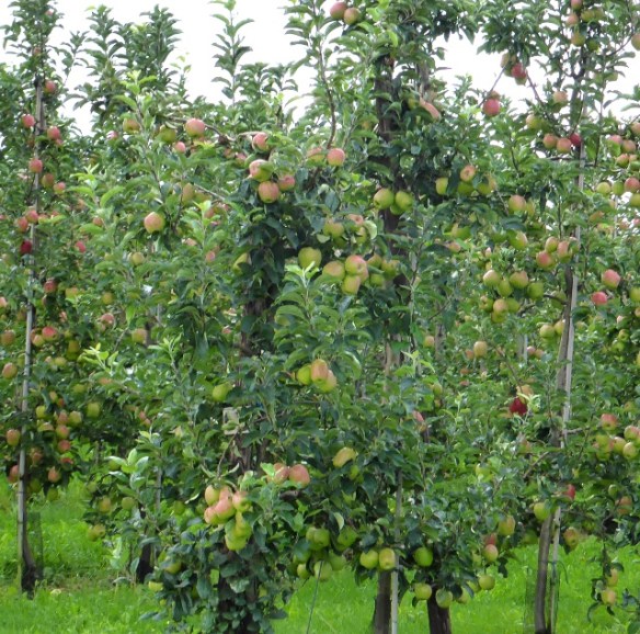 Photo by Kevin Mayne