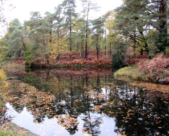 Basingstoke canal Woking