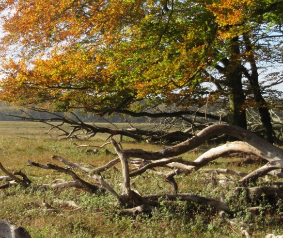 Photo by Kevin Mayne