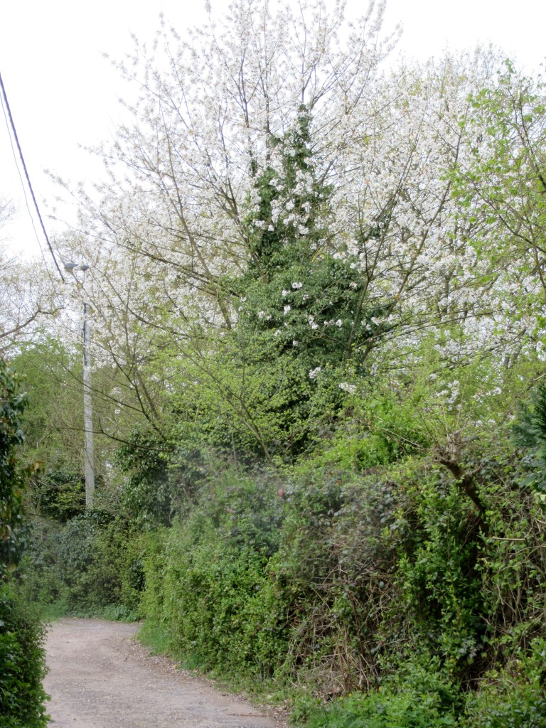 Photo by Kevin Mayne