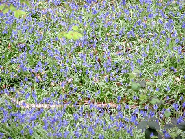 Photo by Kevin Mayne