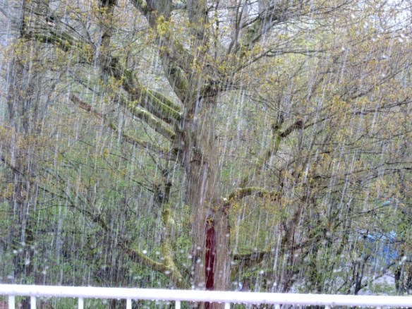 Photo by Kevin Mayne