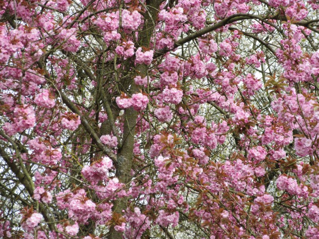 Photo by Kevin Mayne