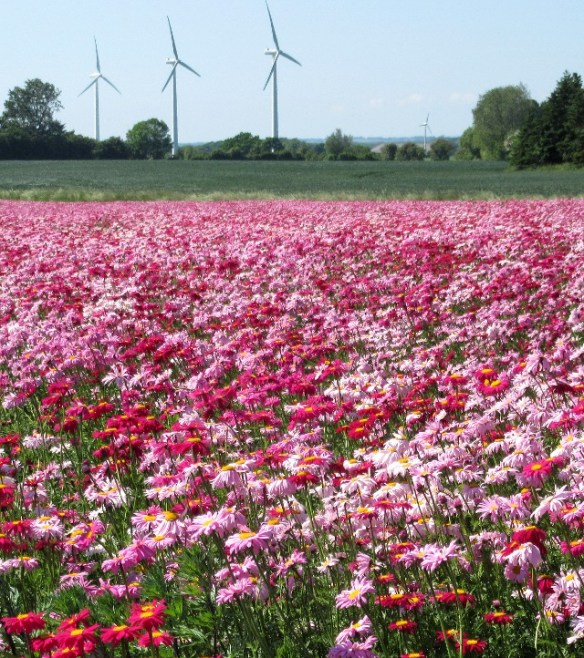 Photo by Kevin Mayne