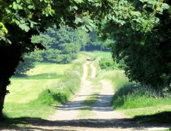 Photo by Kevin Mayne