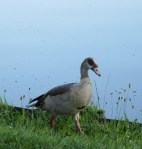 Photo by Kevin Mayne