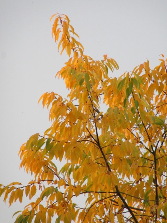 Photo by Kevin Mayne