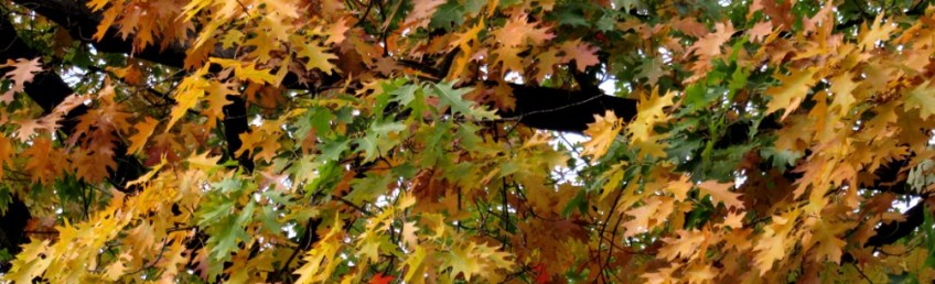 Photo by Kevin Mayne