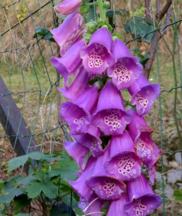 foxglove-in-october-2016