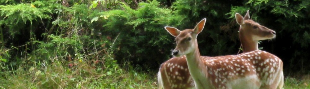 Photo by Kevin Mayne