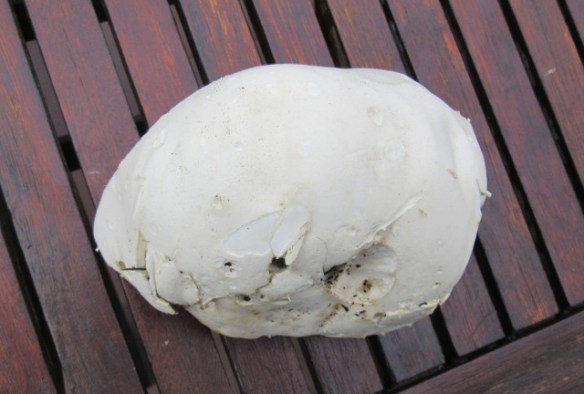 Photo by Kevin Mayne