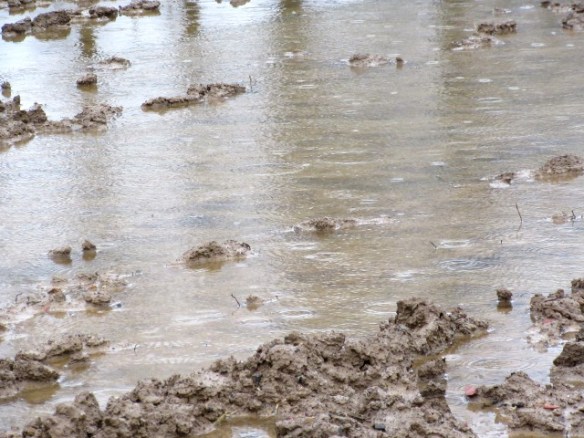 Copyright photograph by Kevin Mayne