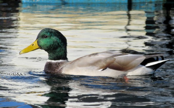 Copyright photo Kevin Mayne