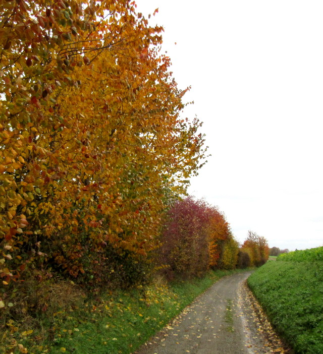 Copyright photo Kevin Mayne