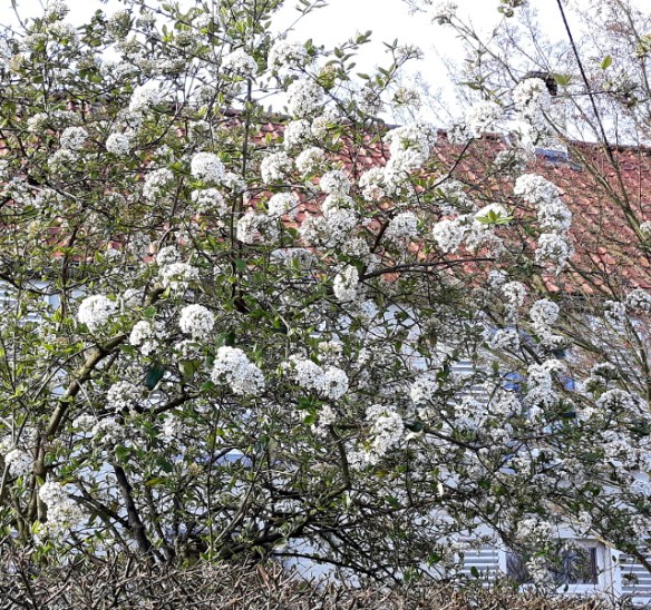 Copyright photo Kevin Mayne